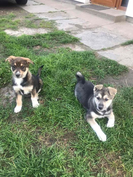 Цуценята у добрі руки