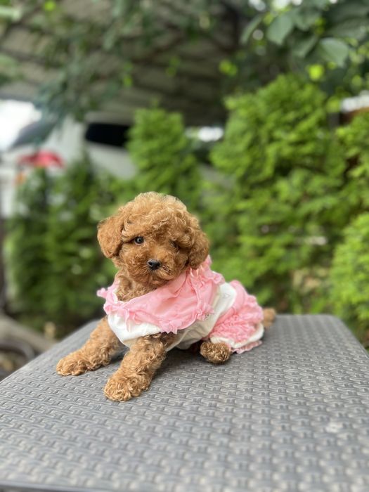 Vip мальтипу малышка