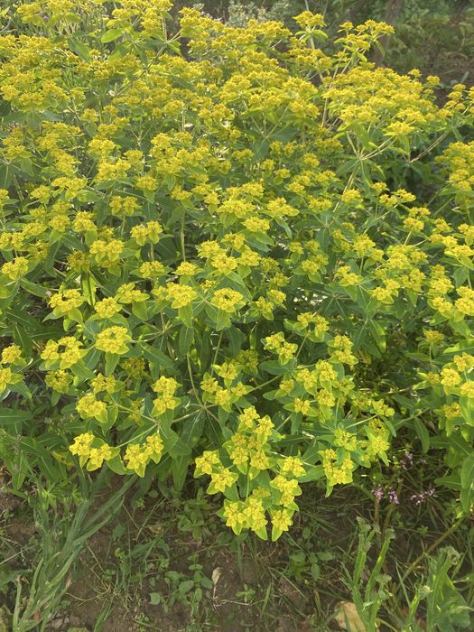 Plantas exteriores várias espécies