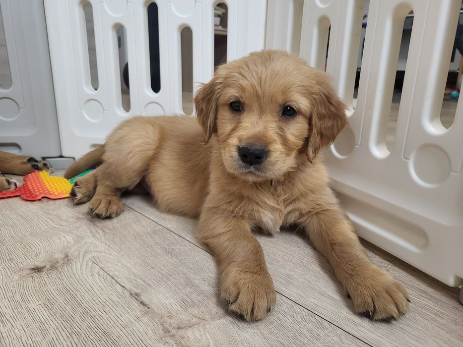 Samiec Golden Retriever ciemnozłoty gotowy do zmiany domu