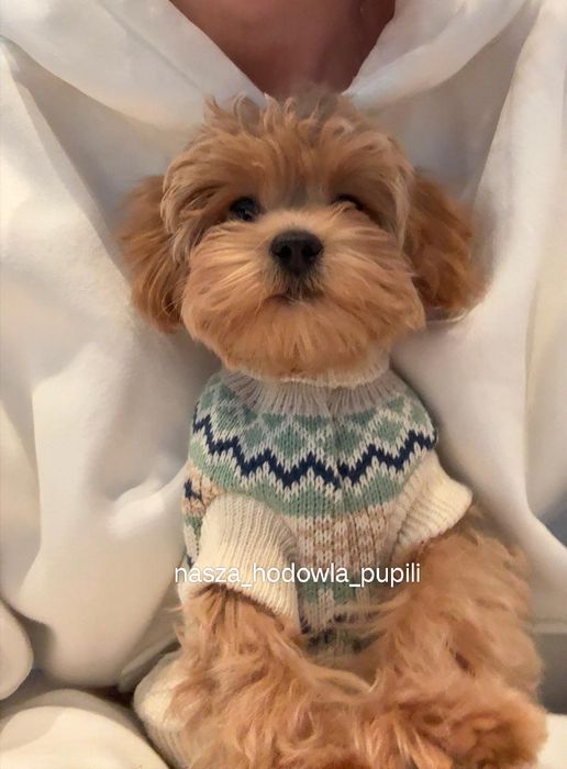 Suczka Maltipoo ze sprawdzonej hodowli