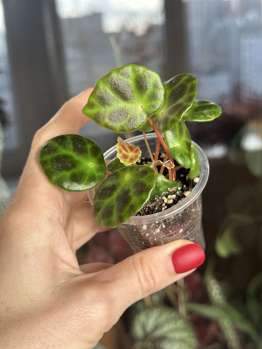 Великий вибір цікавих кімнатних рослин