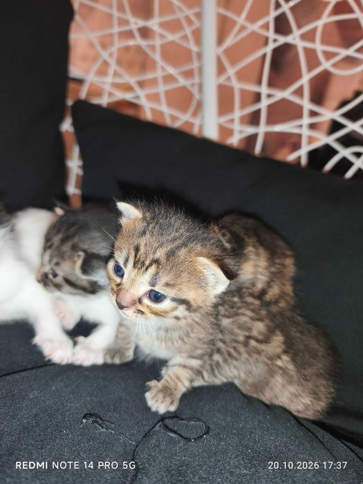 Kotki do adopcji