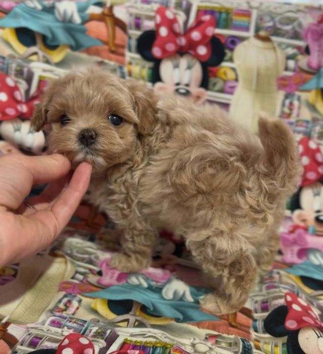 Дівчинка мальтіпу Ф1 міні