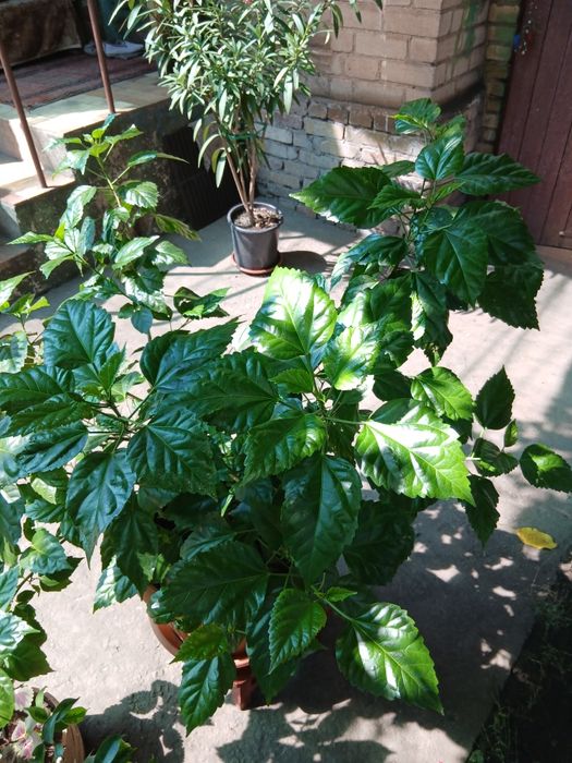 Гібіскус махровий, кімнатний.