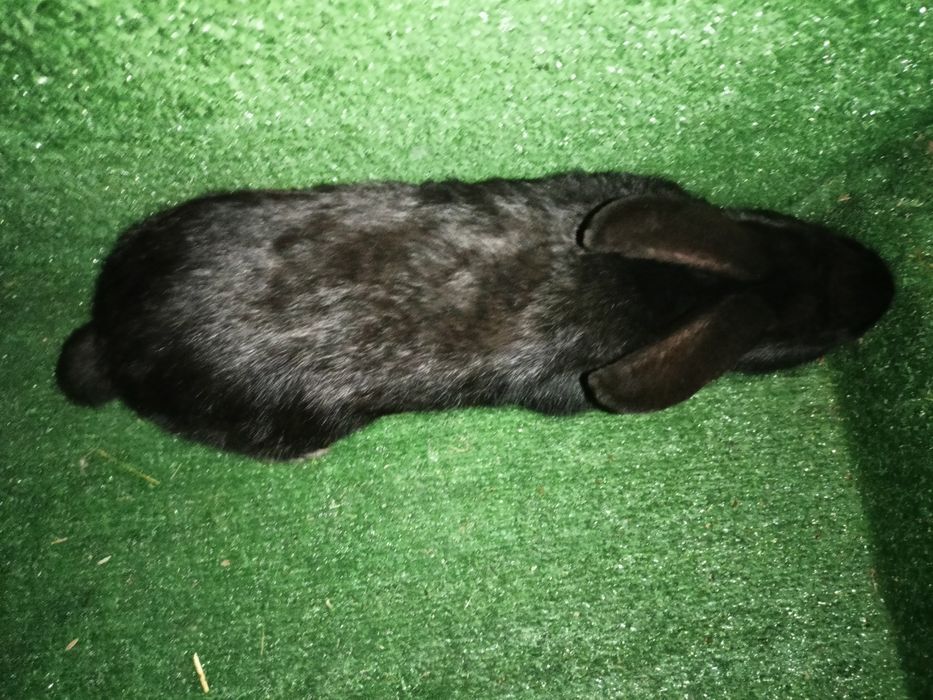 Sprzedam króliki srokacze.