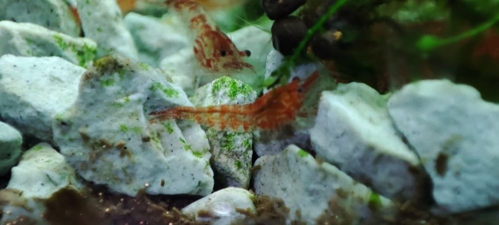 Krewetki Red Cherry Neocaridina