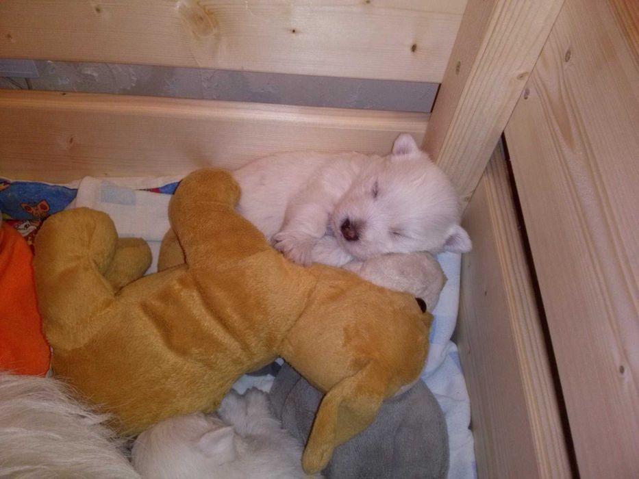 West highland White Terrier