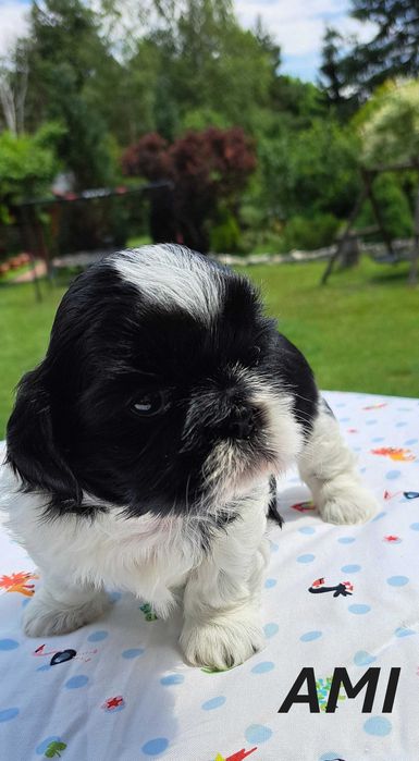 Shih-tzu suczka ZKwP FCI