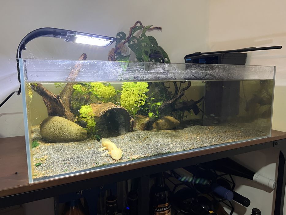 Aquario Blau extraclaro