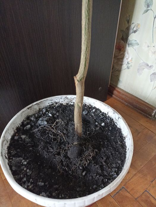 Саджанець лимонного дерева
