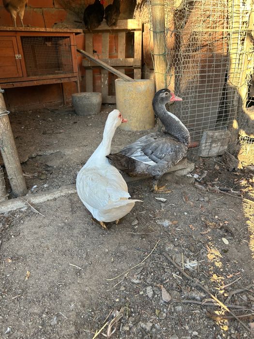 Casal de patos mudos