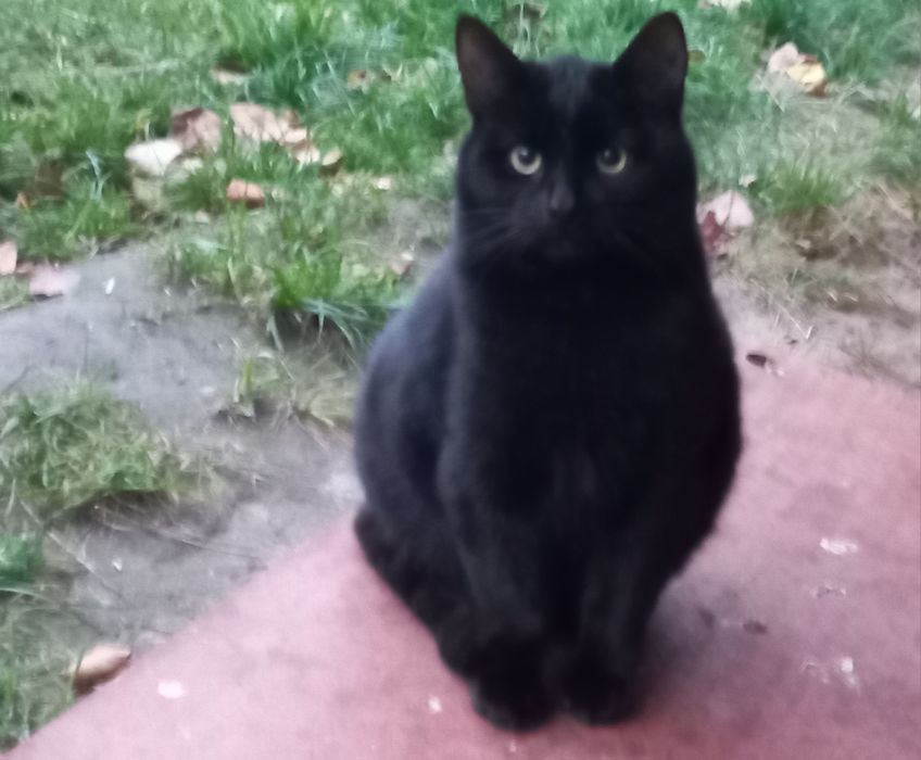 Котенок ищет дом