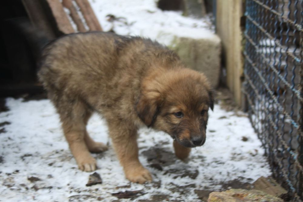 Щенок ищет дом !