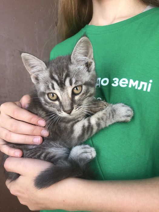 Кошенята-тигренята