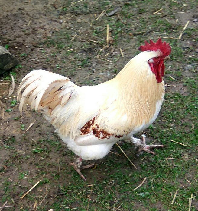 Продаються молоді півні