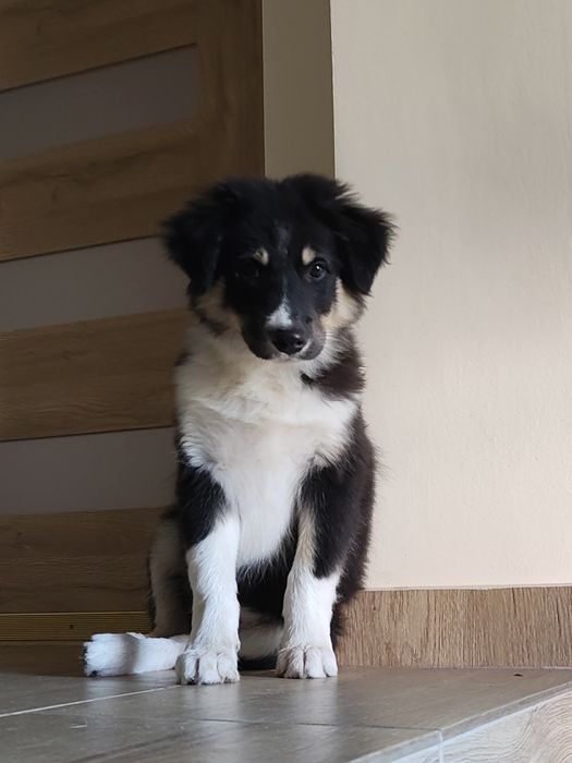 Elwis szczeniak Border collie