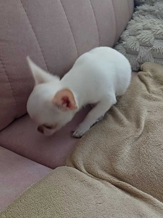 Biała Śliczna Mini Dziewczynka