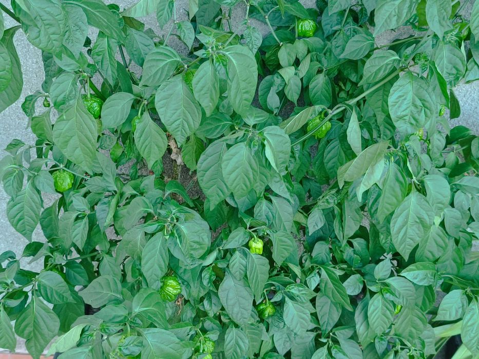 Carolina Reaper- Fruto Fresco; Semente