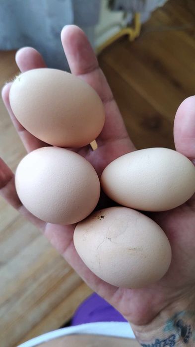 Kurki Nioski Gotowe do Produkcji Jaj – Odbiór Osobisty lub Transport