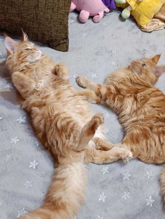 Котята  на   продажу