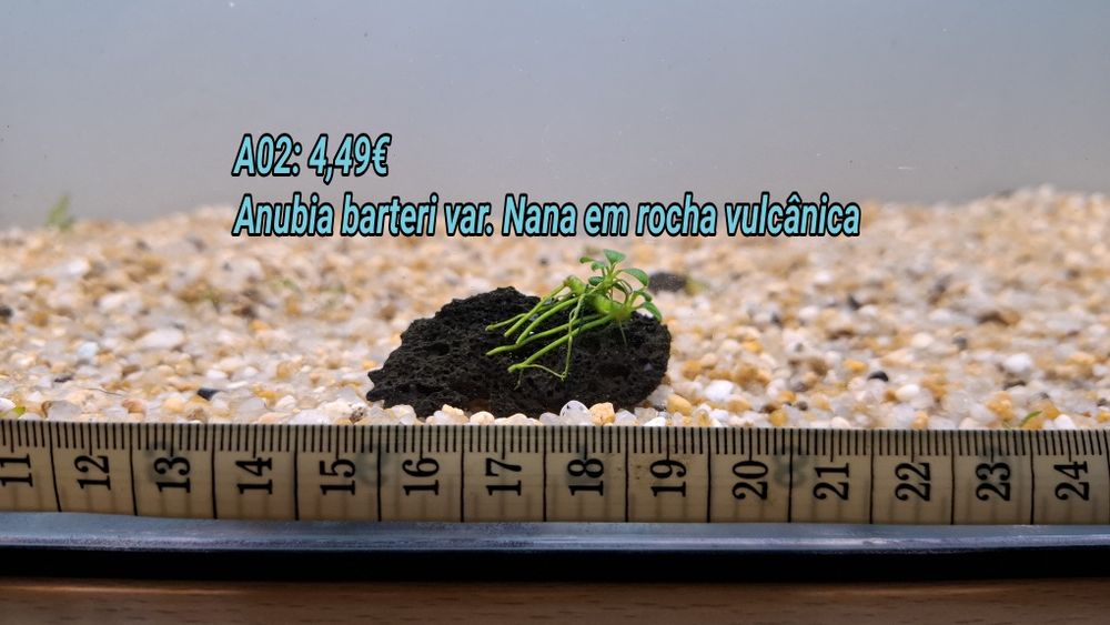Anubia em rocha vulcânica e Tronco . (Aquário Plantas)