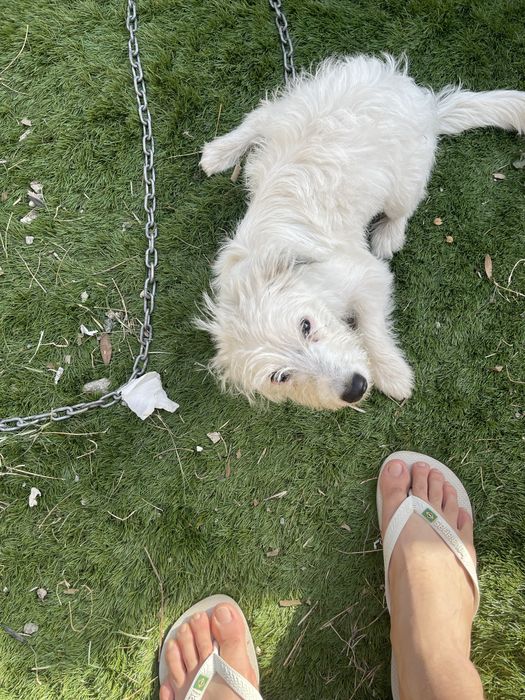 Cadela 5 meses para doar