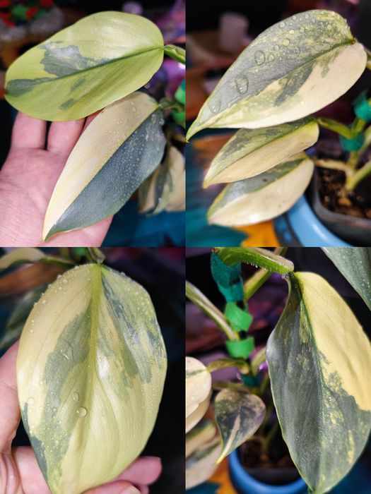 Кімнатна рослина Філодендрон silver sword hastatum variegated