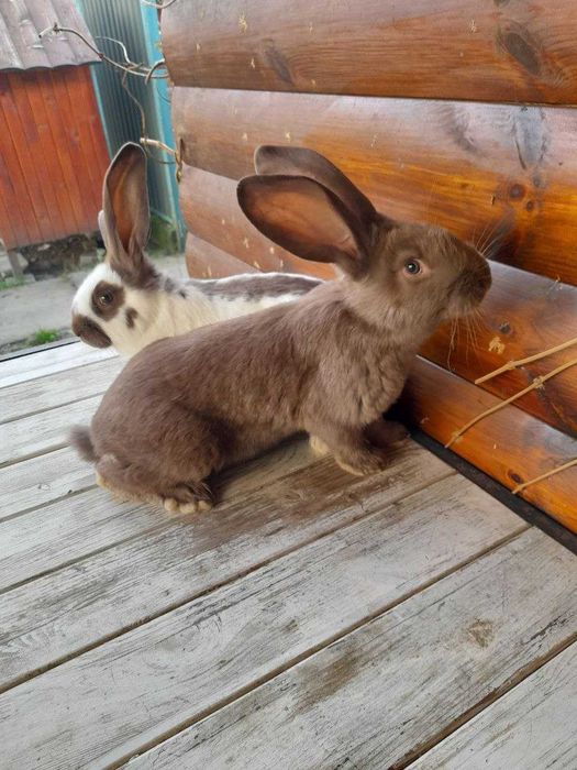 Кролі НСВ (строкачі) на продаж. Вік 2 місяця. 300 грн за 1 кг