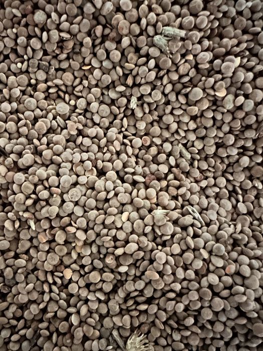 Soczewica brazowa z okresu konwersji