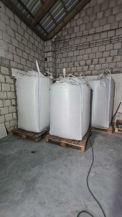 Dynia bezłuskowa bezłupinowa oleista pestki wysyłka od rolnika