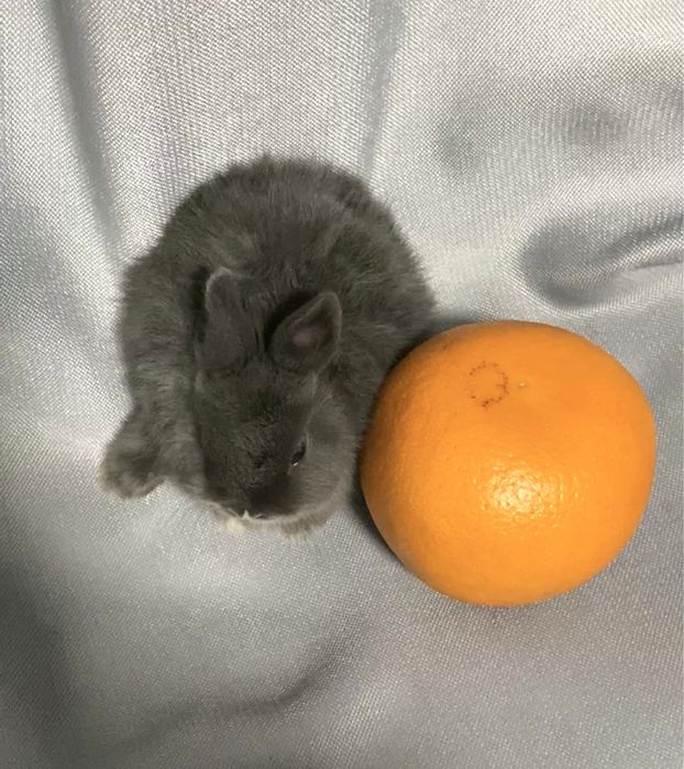 З європейського розпліднику! Нідерландський карлик кролик сірий