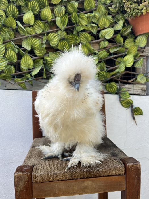 Galos Sedosa do Japao normal e frisado