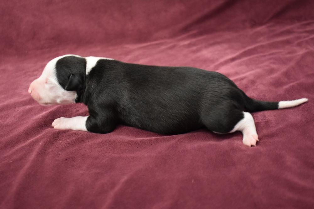 Chart angielski whippet suczka ZKwP FCI