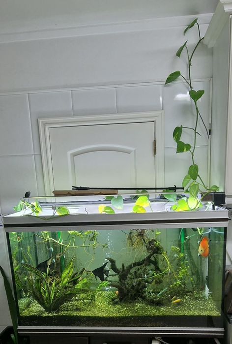 Aquário RENA completo e c/ Filtro Eheim professional 3 1200 XL