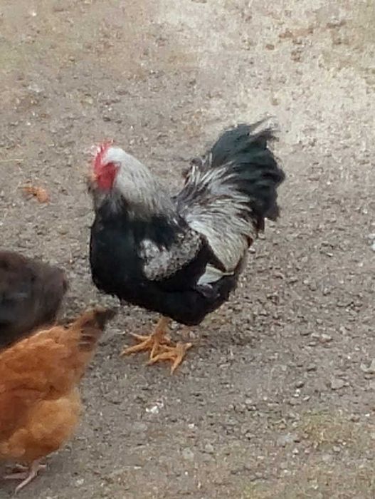 Sprzedam koguta barnevelder