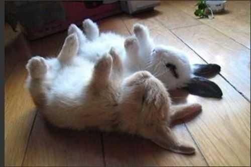 Coelhos anões mini +Gaiola Nova +alimentação adequada