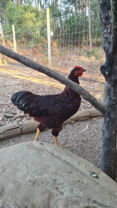 Galos Rhode Island Red