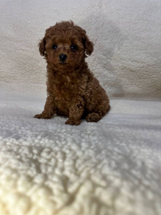 Хлопчик той пудель