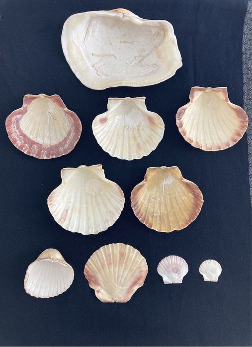 Conjunto 10 Conchas Praia