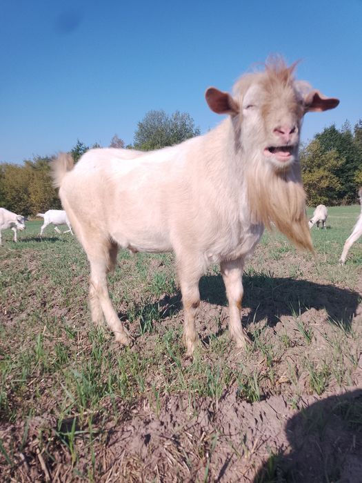 Козел Зааненский, молодой цап.