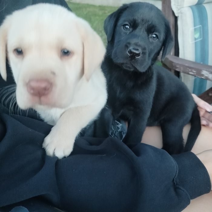 Labrador retriever szczeniaczki