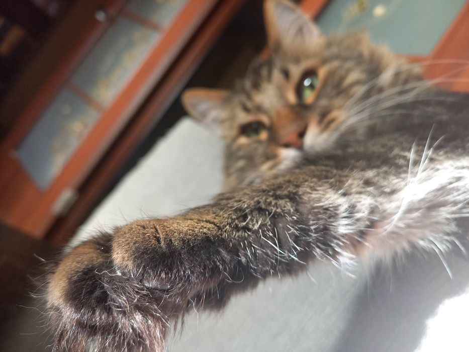 Котоняня Передержка котиков Домашняя гостиница для животных
