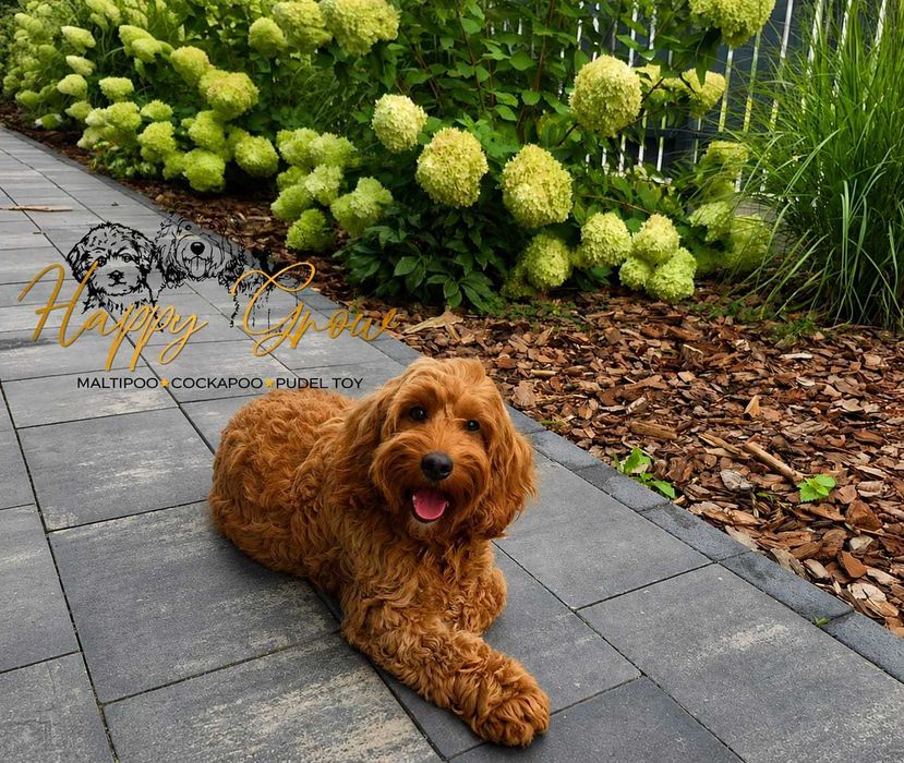 Pudel mini Cockapoo F1B słodka Suzi