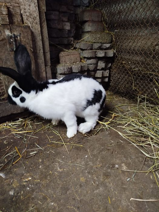Кролі німецький строкач