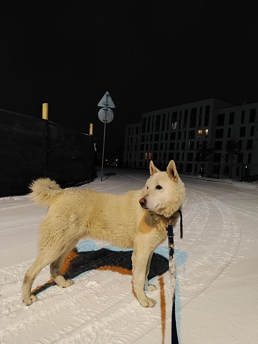 Вязка Західно-сибірська лайка кобель