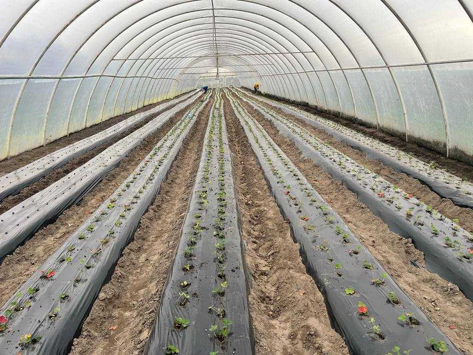 Продаж земельної ділянки з садівництвом м. Жовква с. Блищиводи