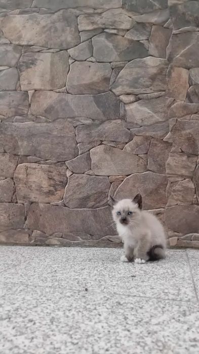 Gatinhos para adoção