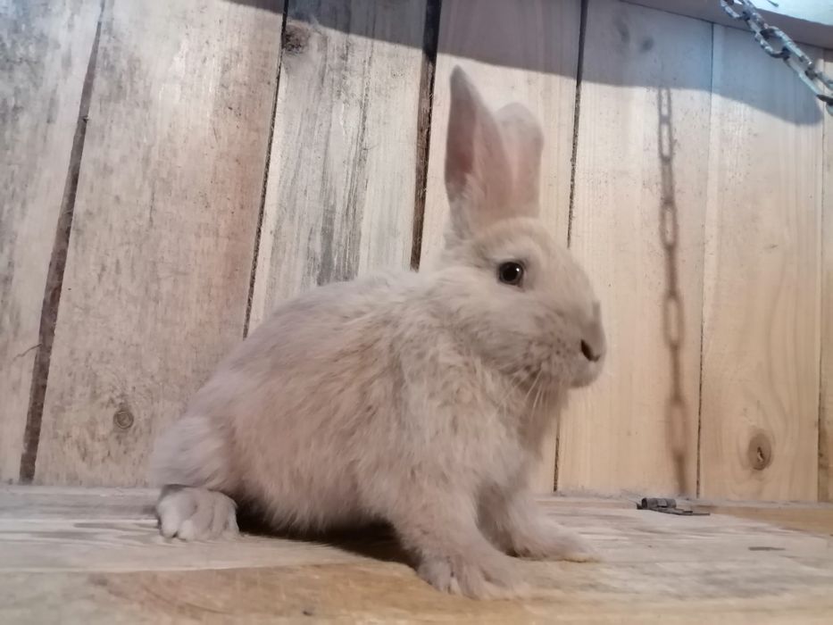 Olbrzym Srokacz Żółty Izabela Samiczki