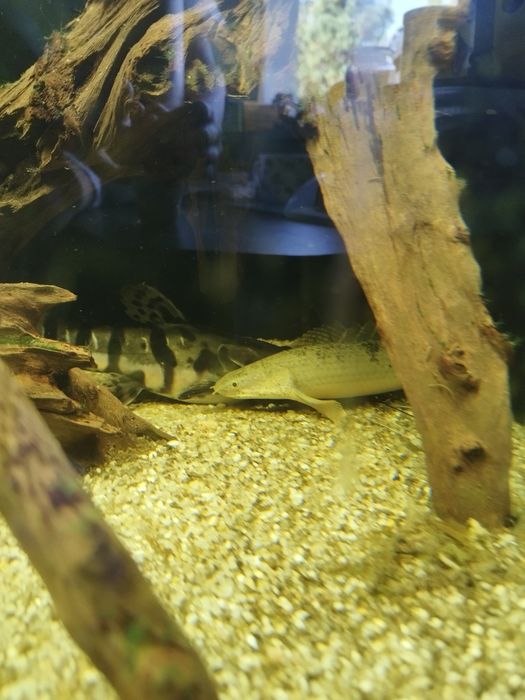 Polypterus delhezi